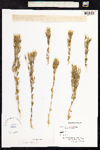 Centaurium erythraea image