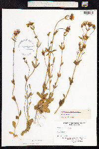 Centaurium erythraea image