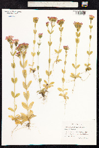 Centaurium erythraea image