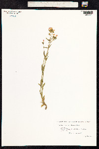 Centaurium erythraea image