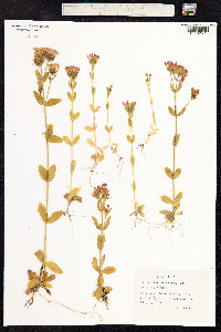 Centaurium erythraea image