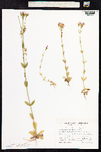 Centaurium erythraea image