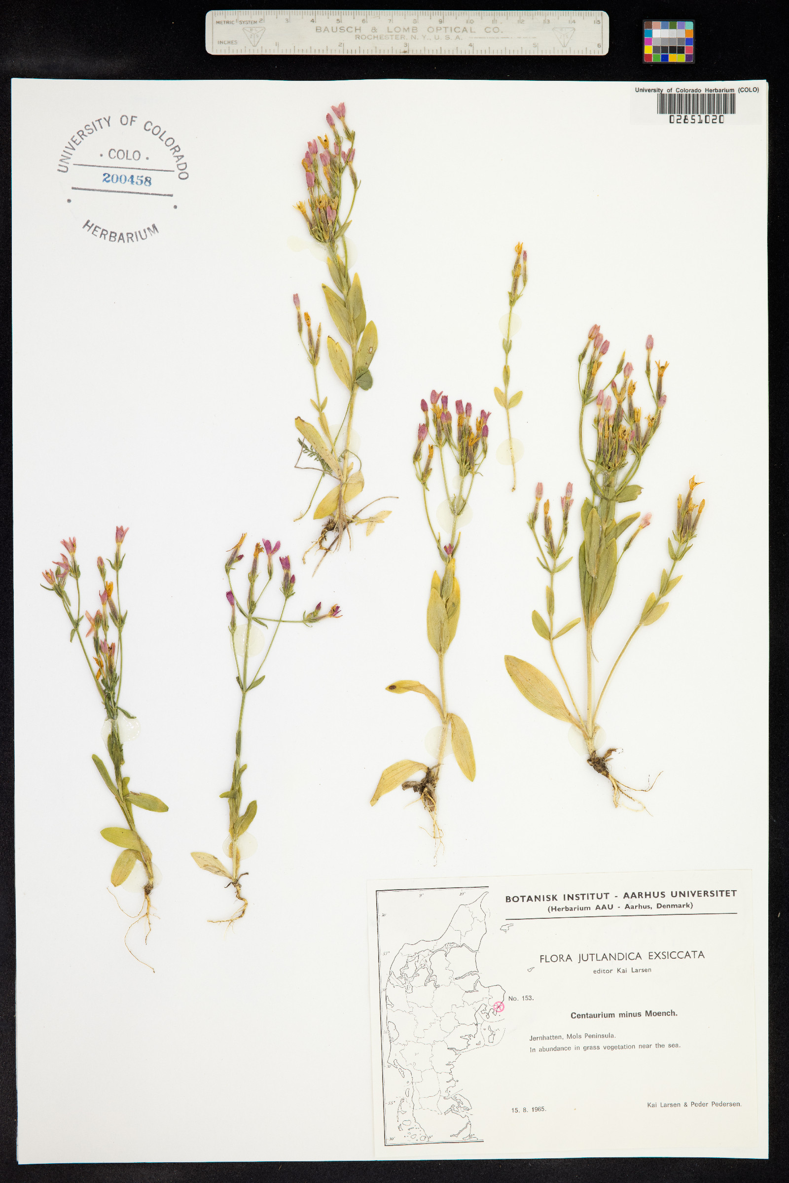 Centaurium erythraea image