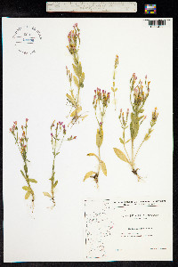 Centaurium erythraea image