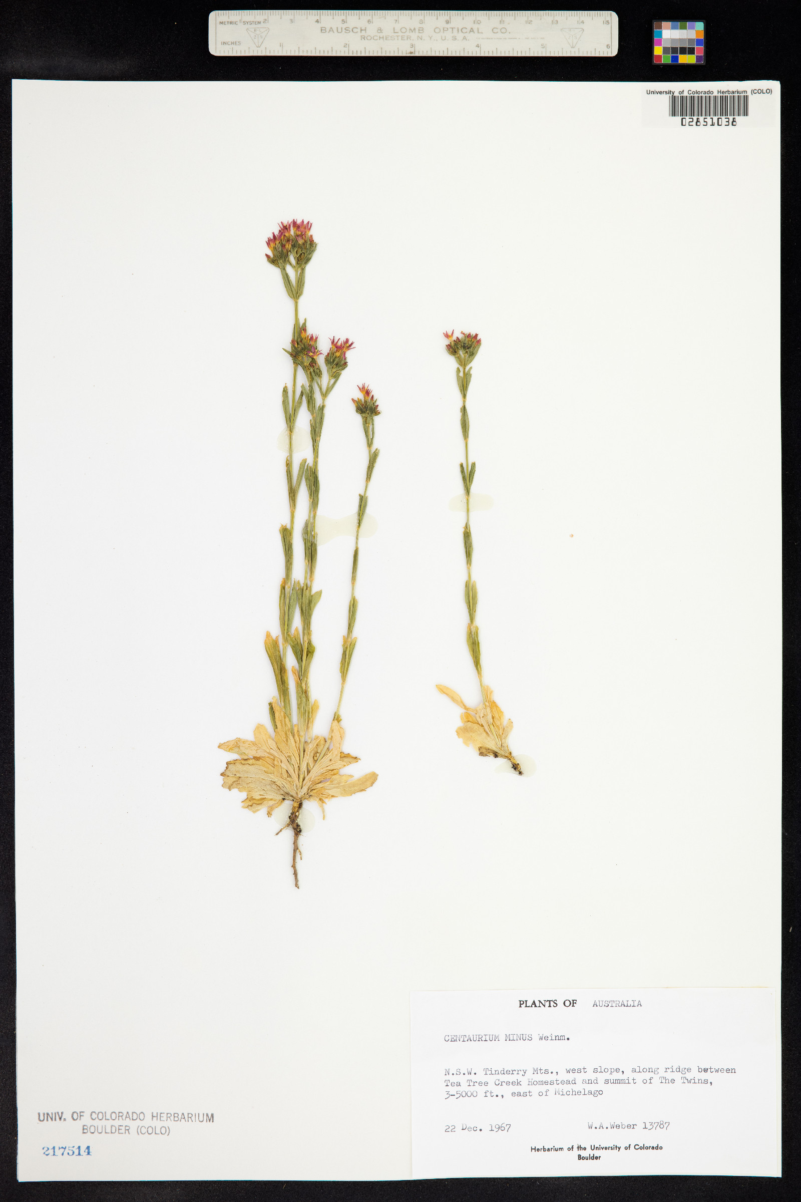 Centaurium erythraea image