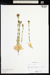 Centaurium erythraea image