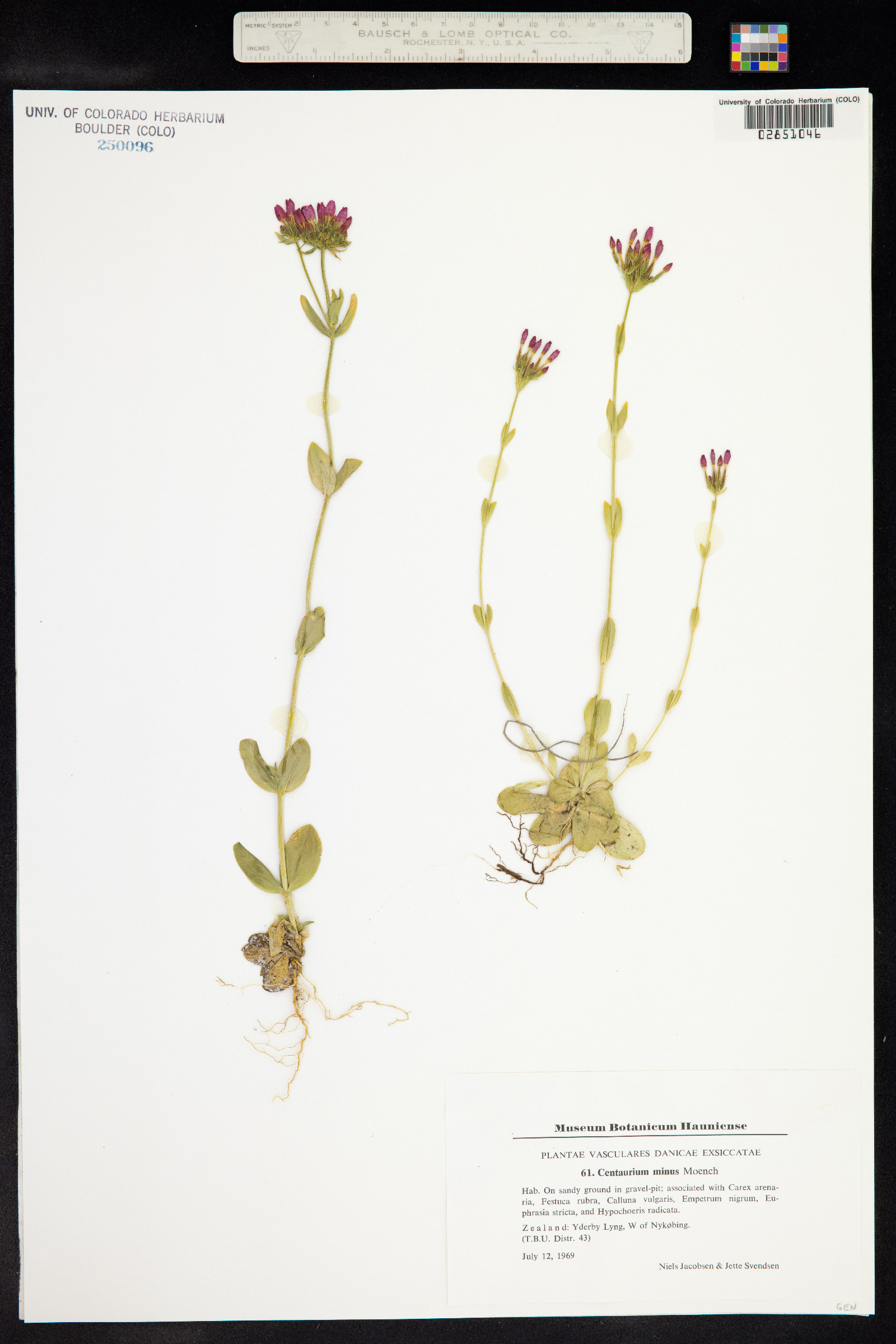 Centaurium erythraea image