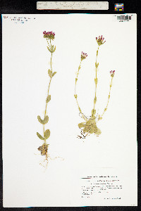 Centaurium erythraea image