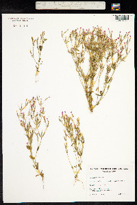 Centaurium erythraea image