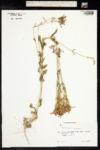 Centaurium erythraea image