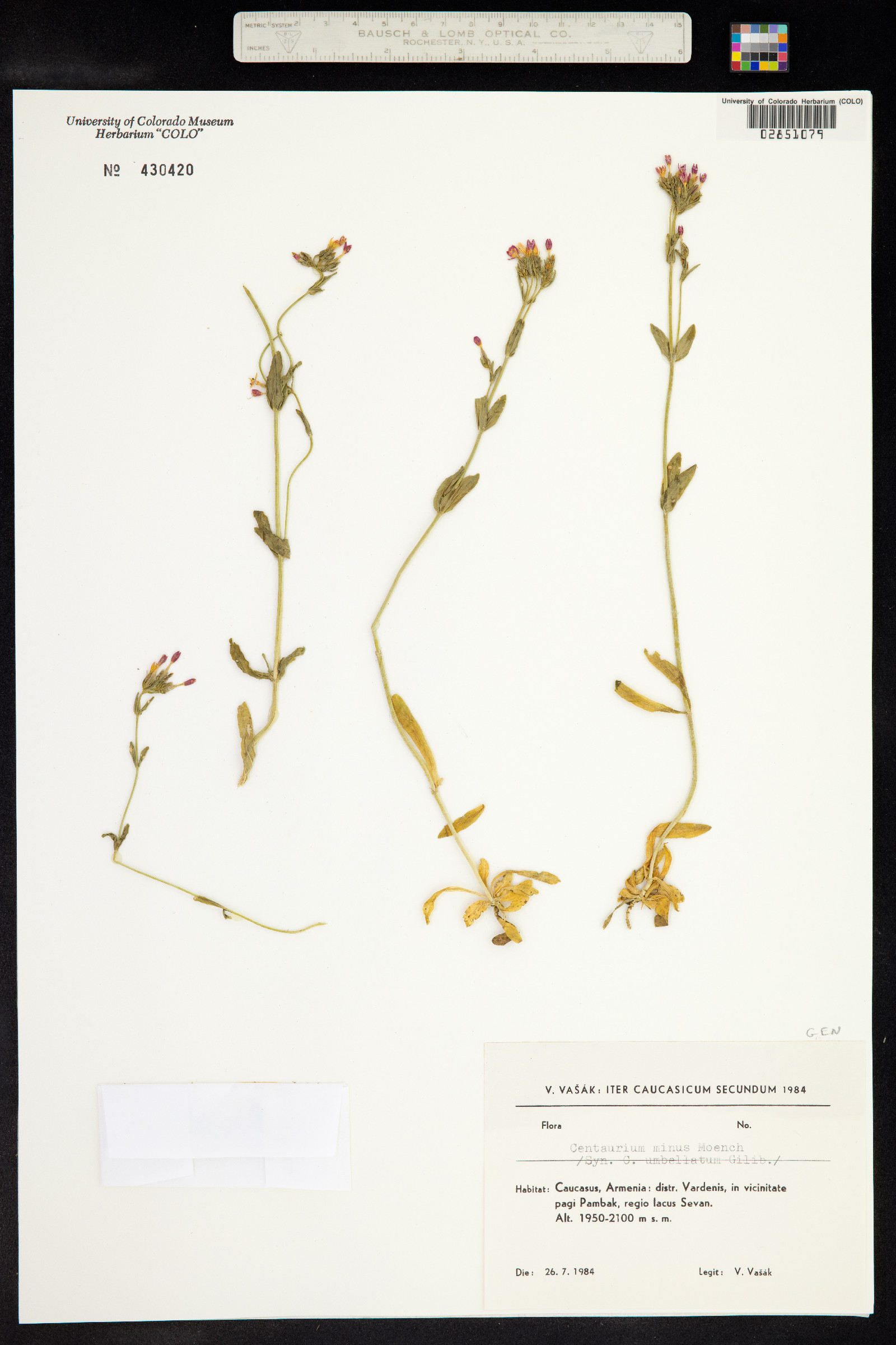 Centaurium erythraea image
