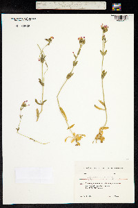 Centaurium erythraea image