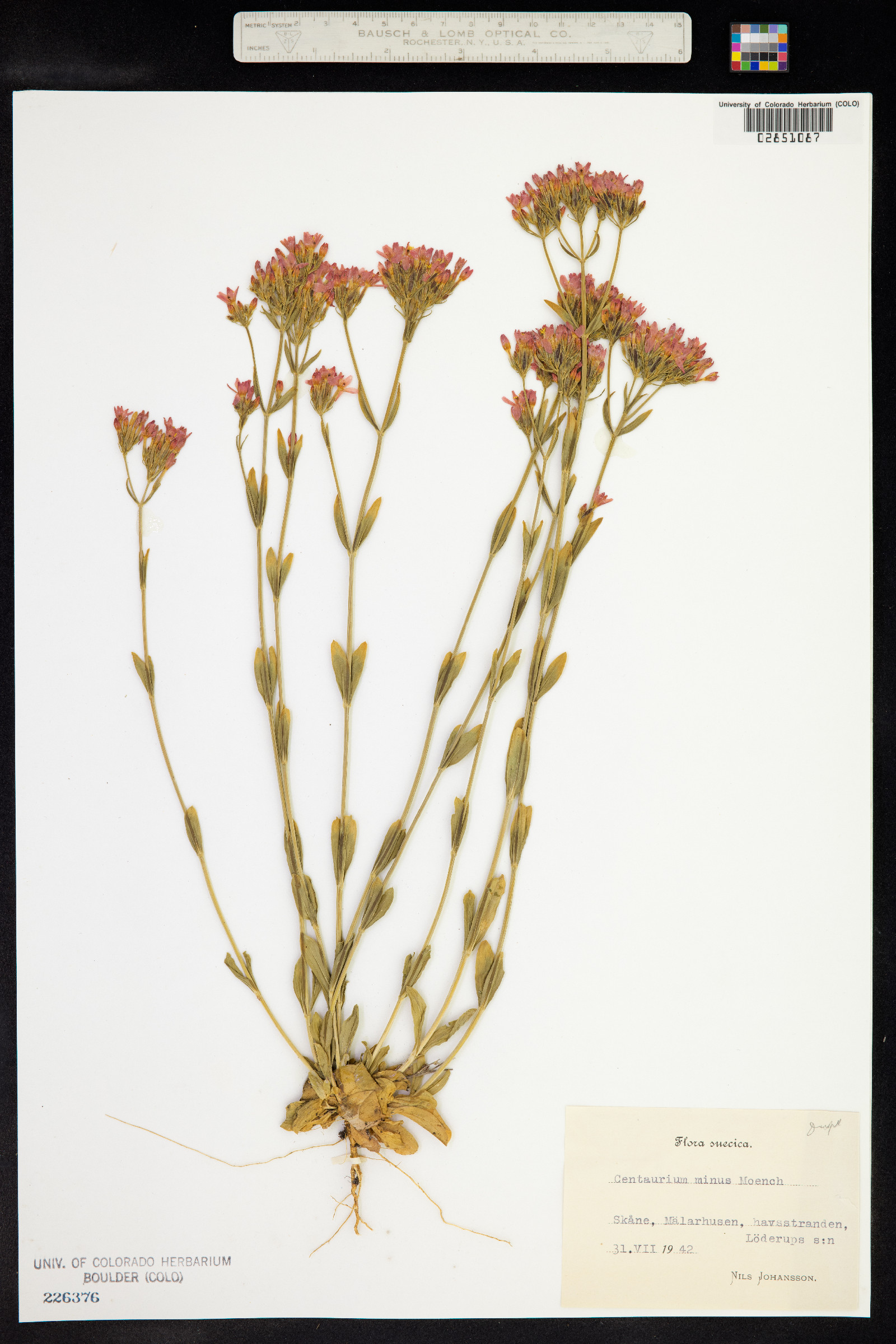 Centaurium erythraea image