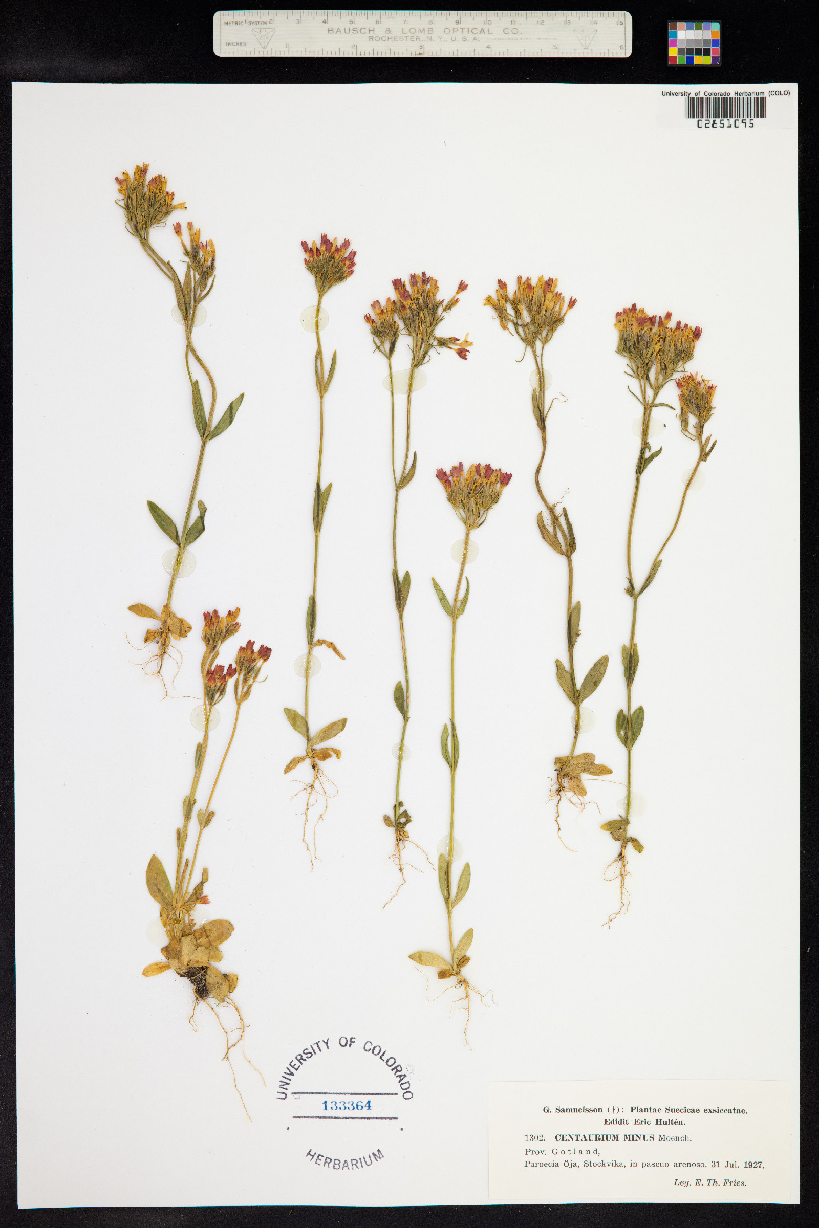 Centaurium erythraea image