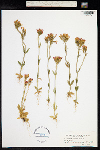 Centaurium erythraea image