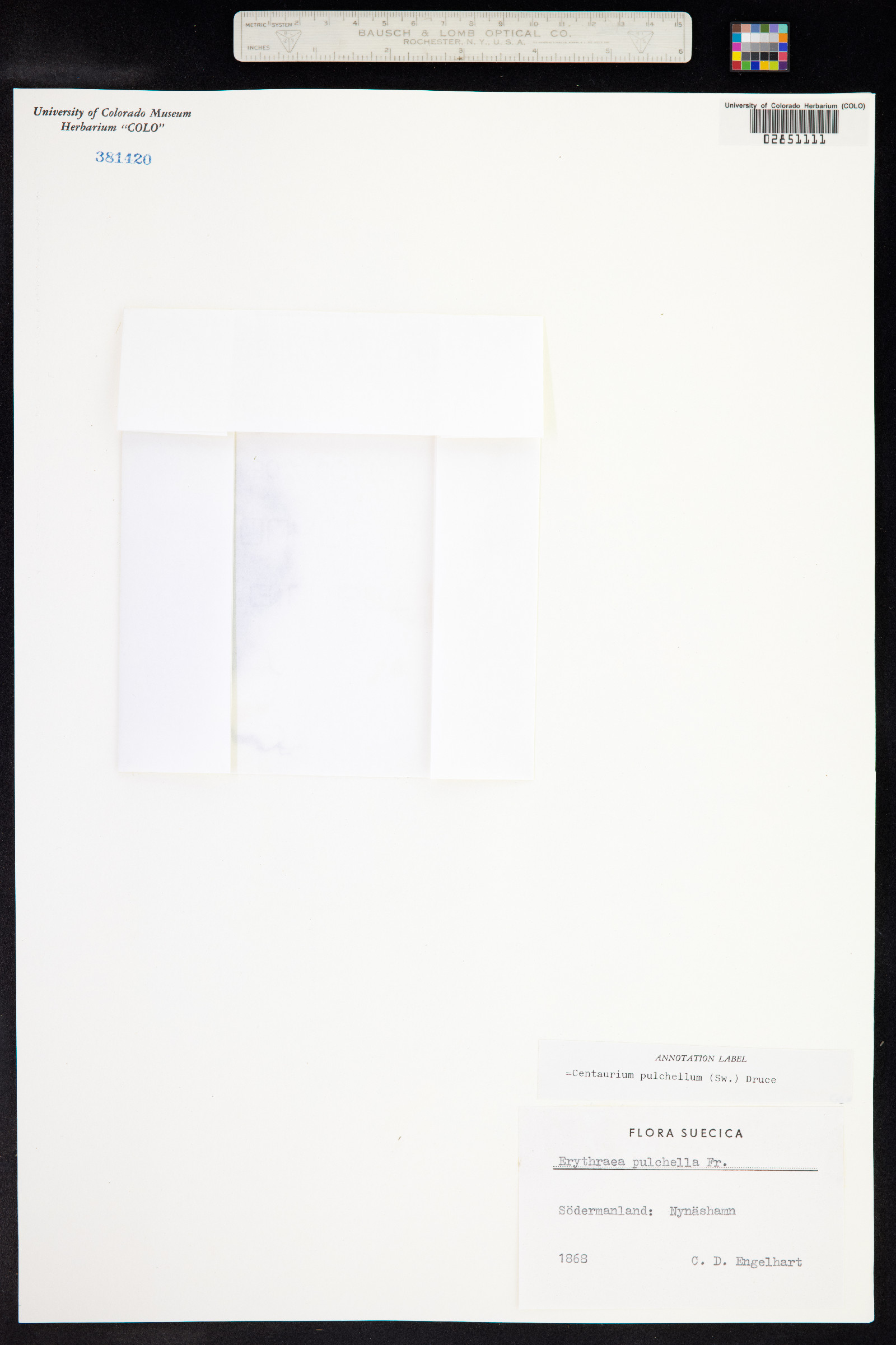 Centaurium pulchellum image