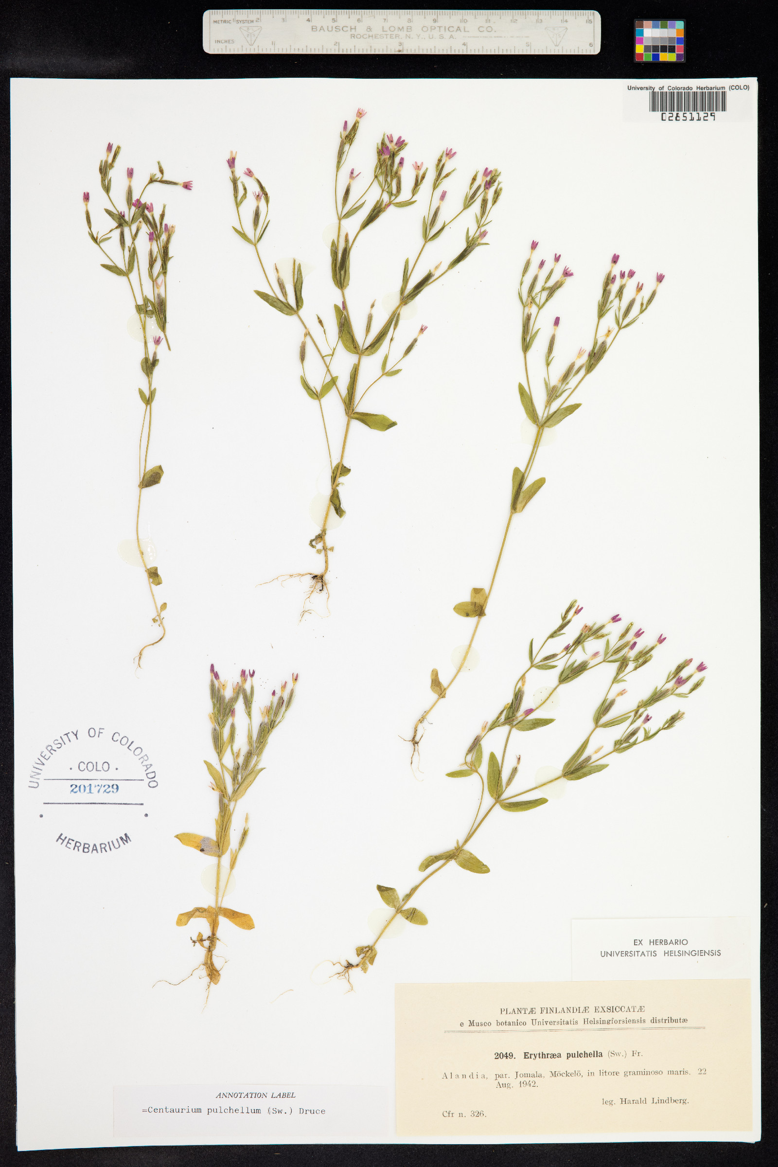 Centaurium pulchellum image