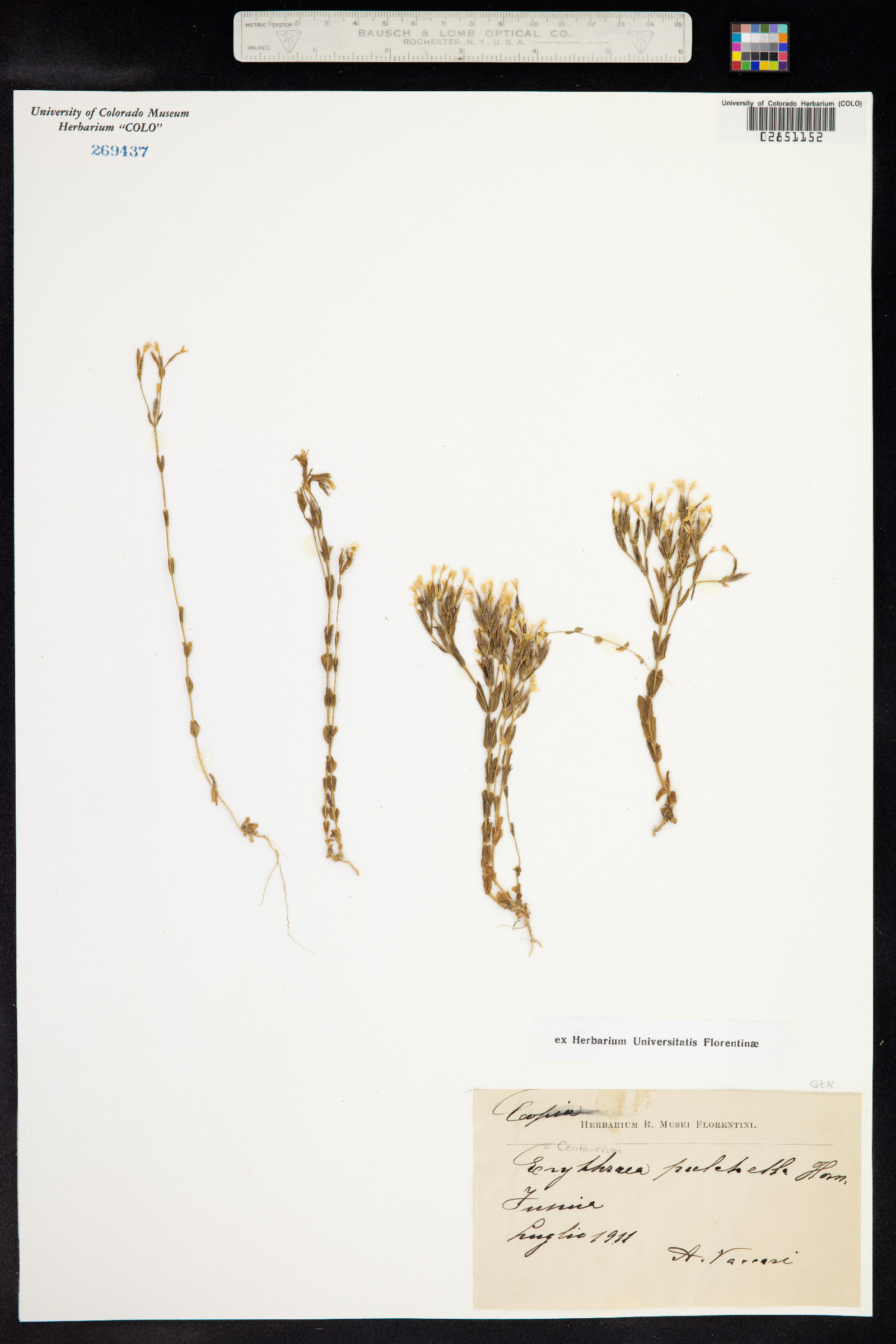 Centaurium pulchellum image