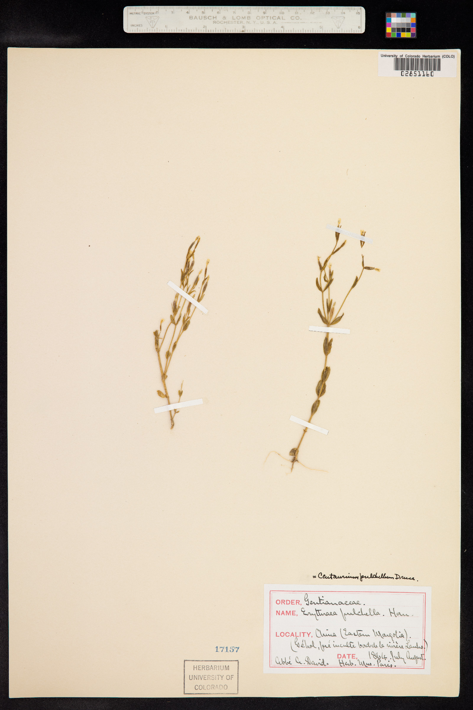 Centaurium pulchellum image