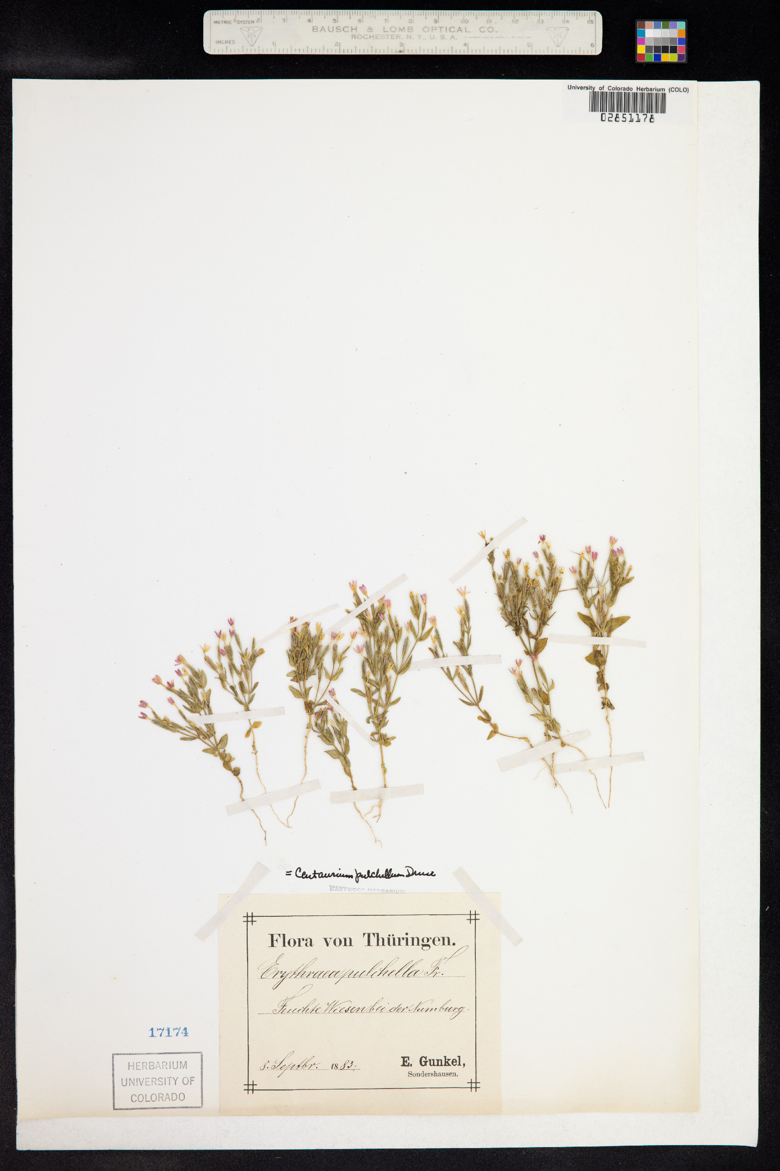 Centaurium pulchellum image