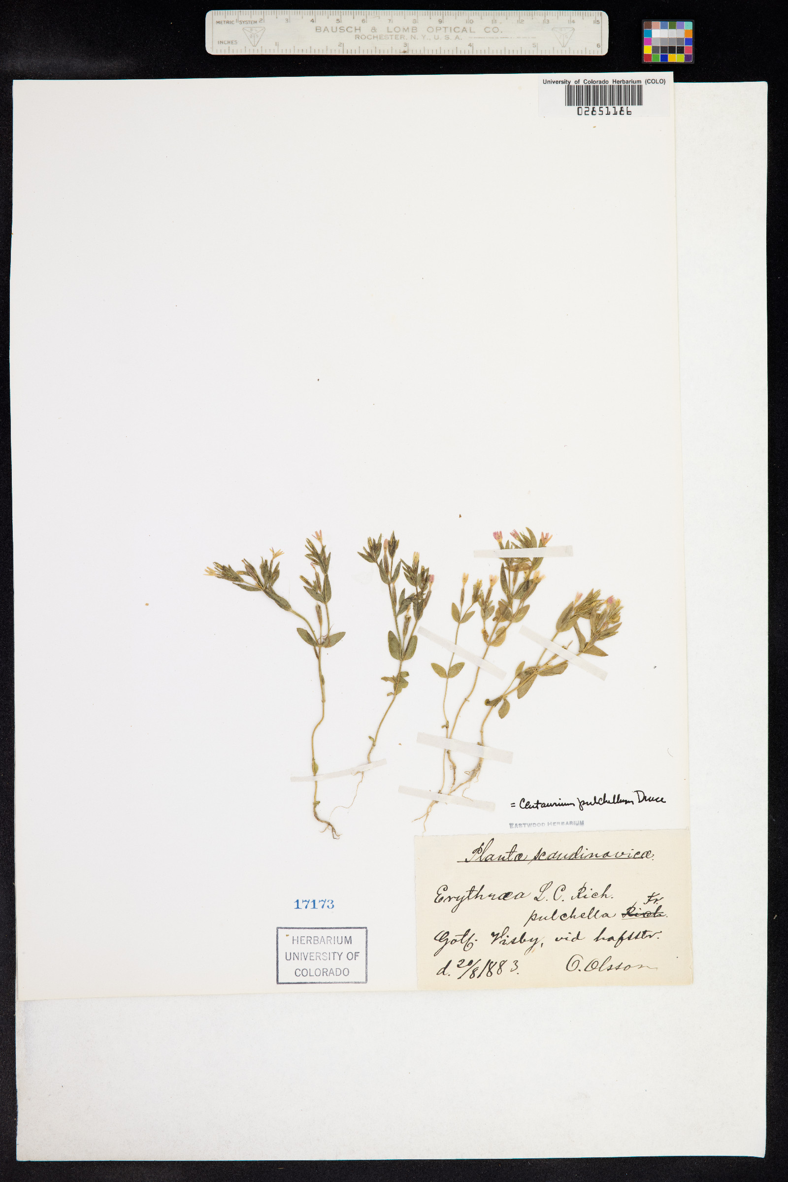 Centaurium pulchellum image