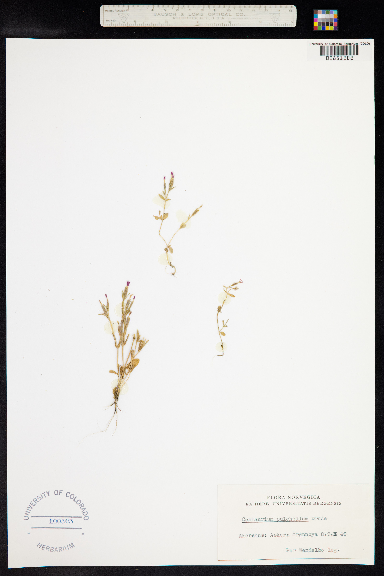 Centaurium pulchellum image