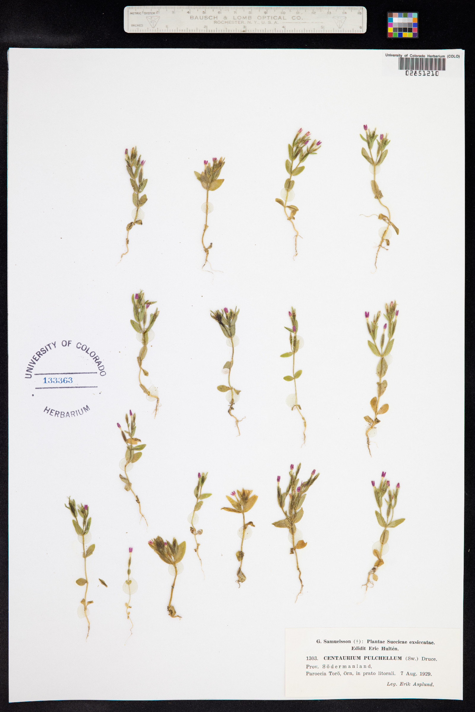 Centaurium pulchellum image