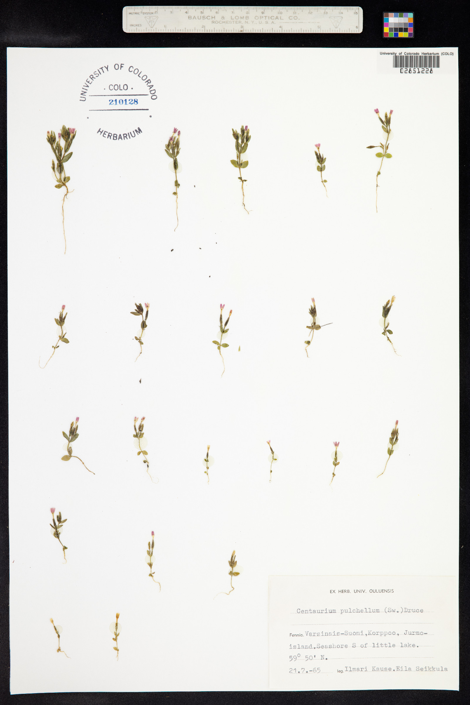 Centaurium pulchellum image