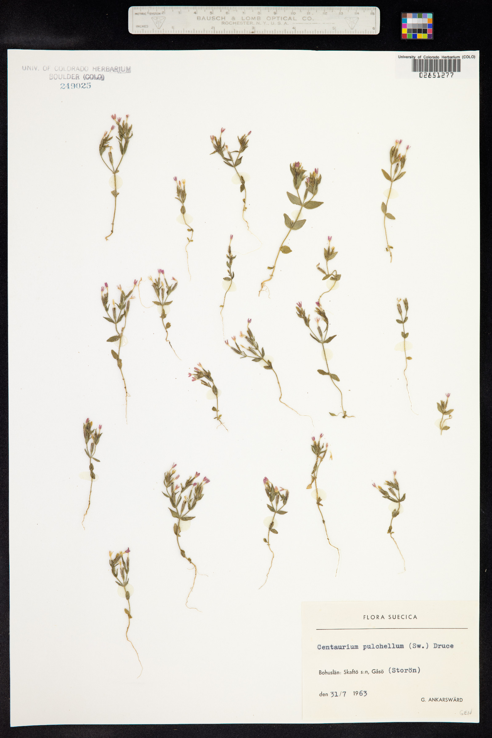Centaurium pulchellum image