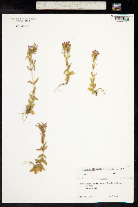Centaurium tenuifolium image