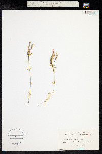 Centaurium littorale image