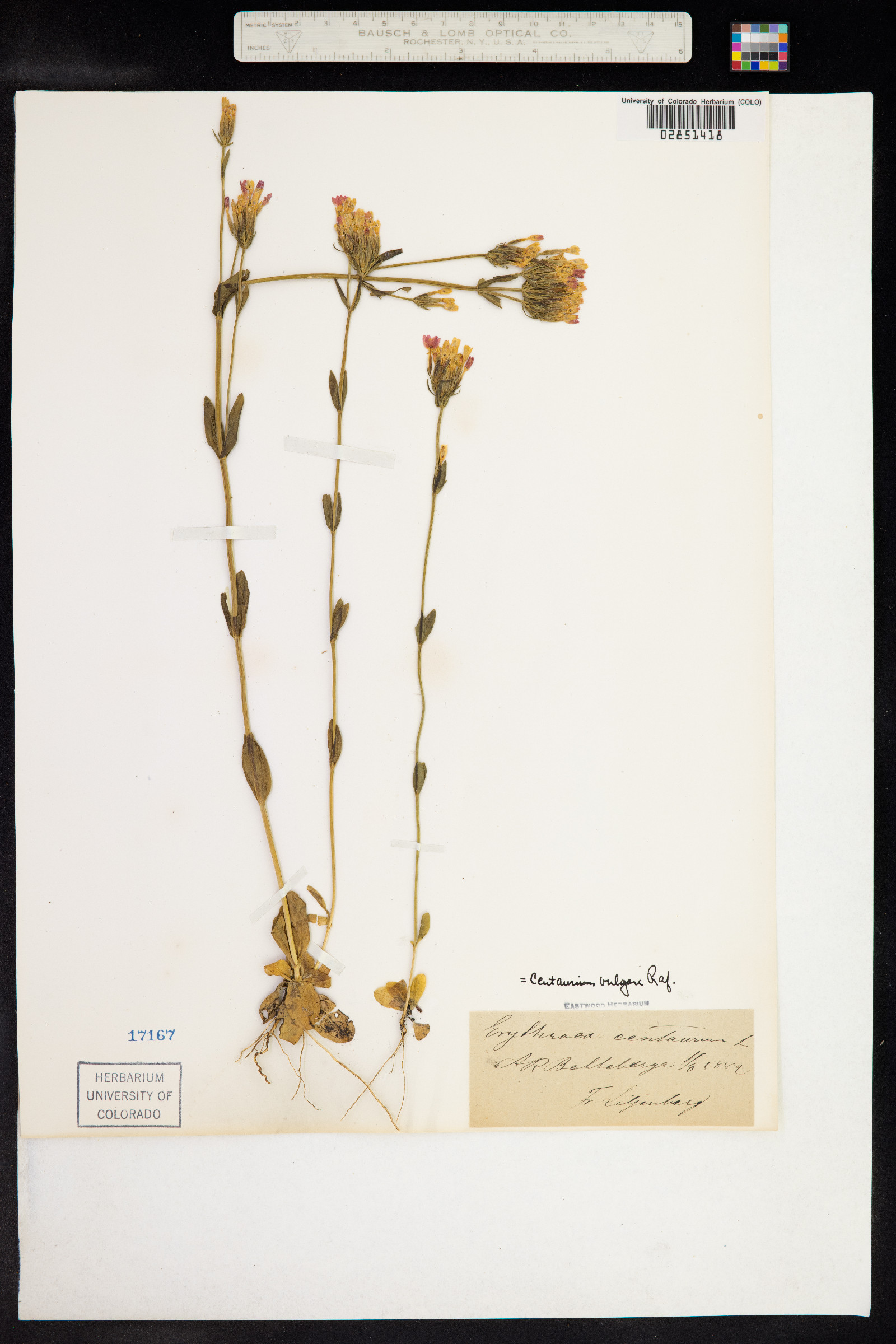 Centaurium littorale image