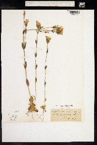 Centaurium littorale image