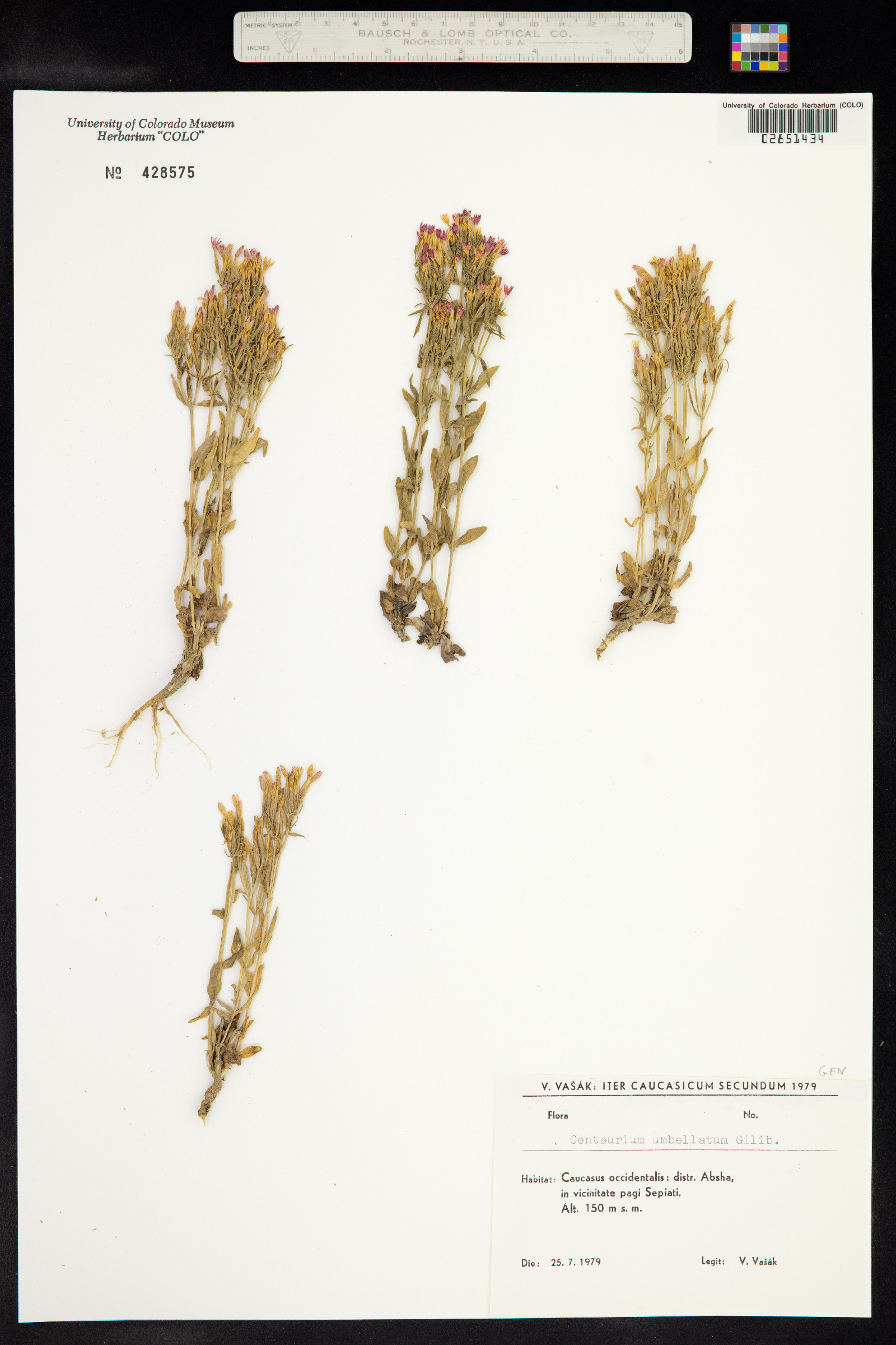 Centaurium erythraea image