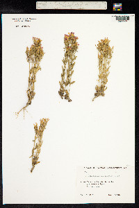 Centaurium erythraea image