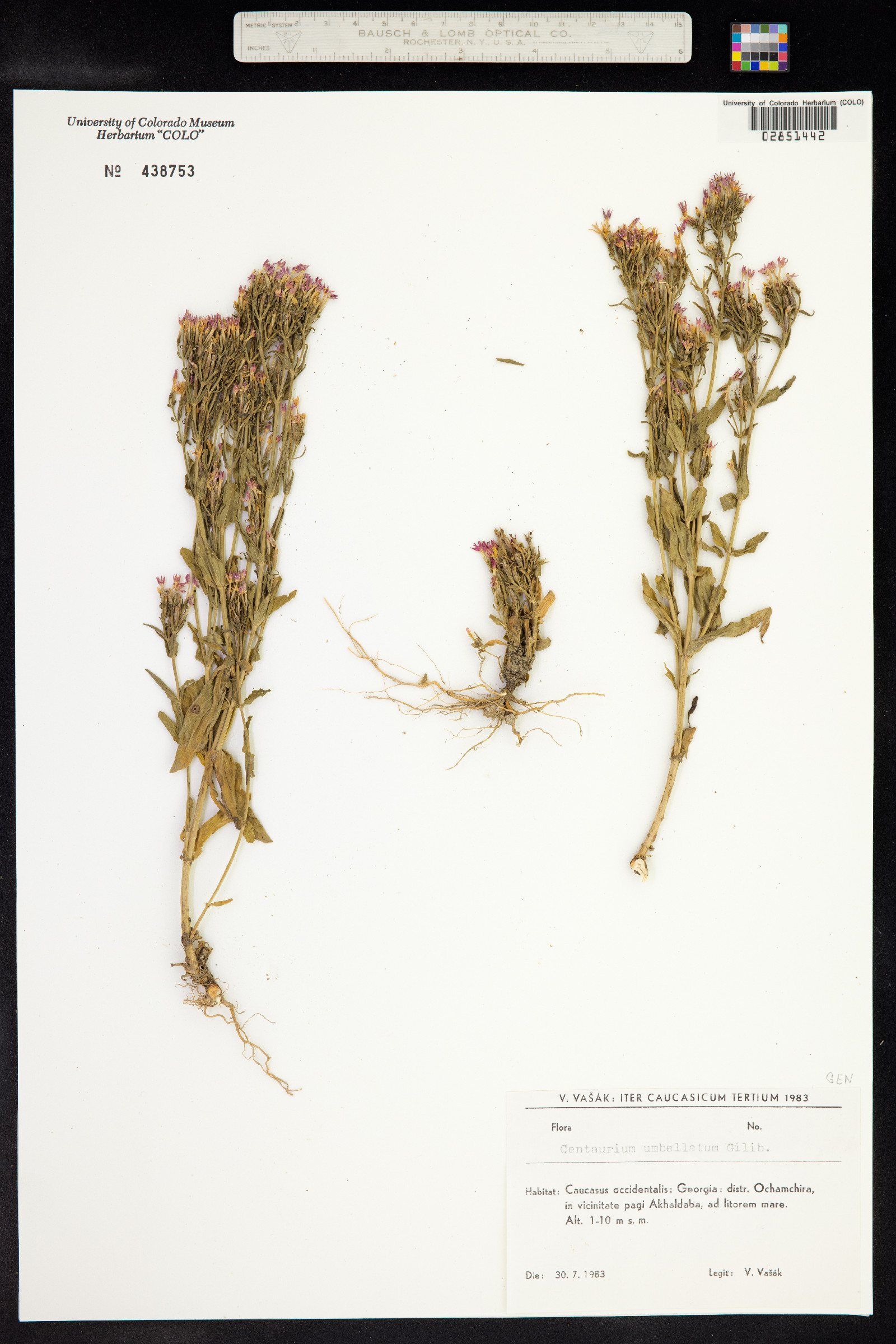 Centaurium erythraea image