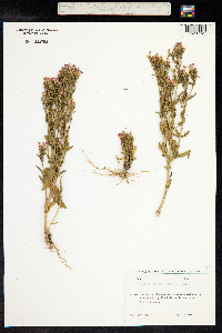 Centaurium erythraea image