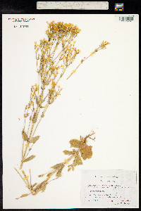 Centaurium erythraea image