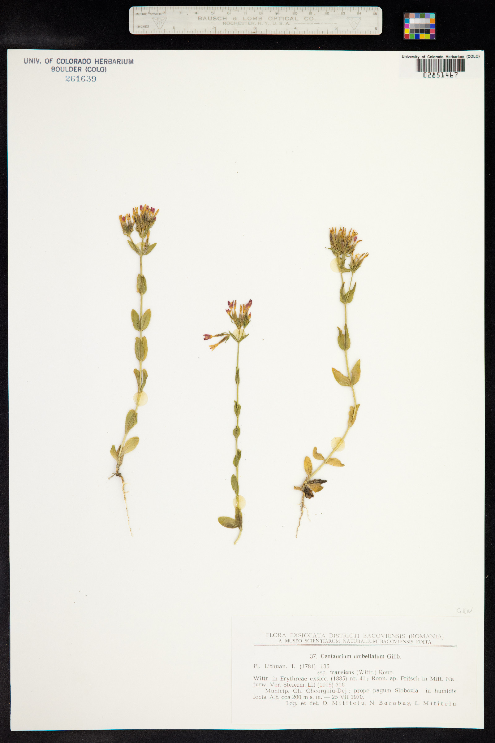 Centaurium erythraea image