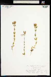 Centaurium erythraea image