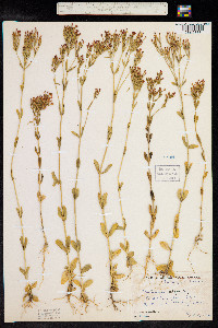 Centaurium littorale image