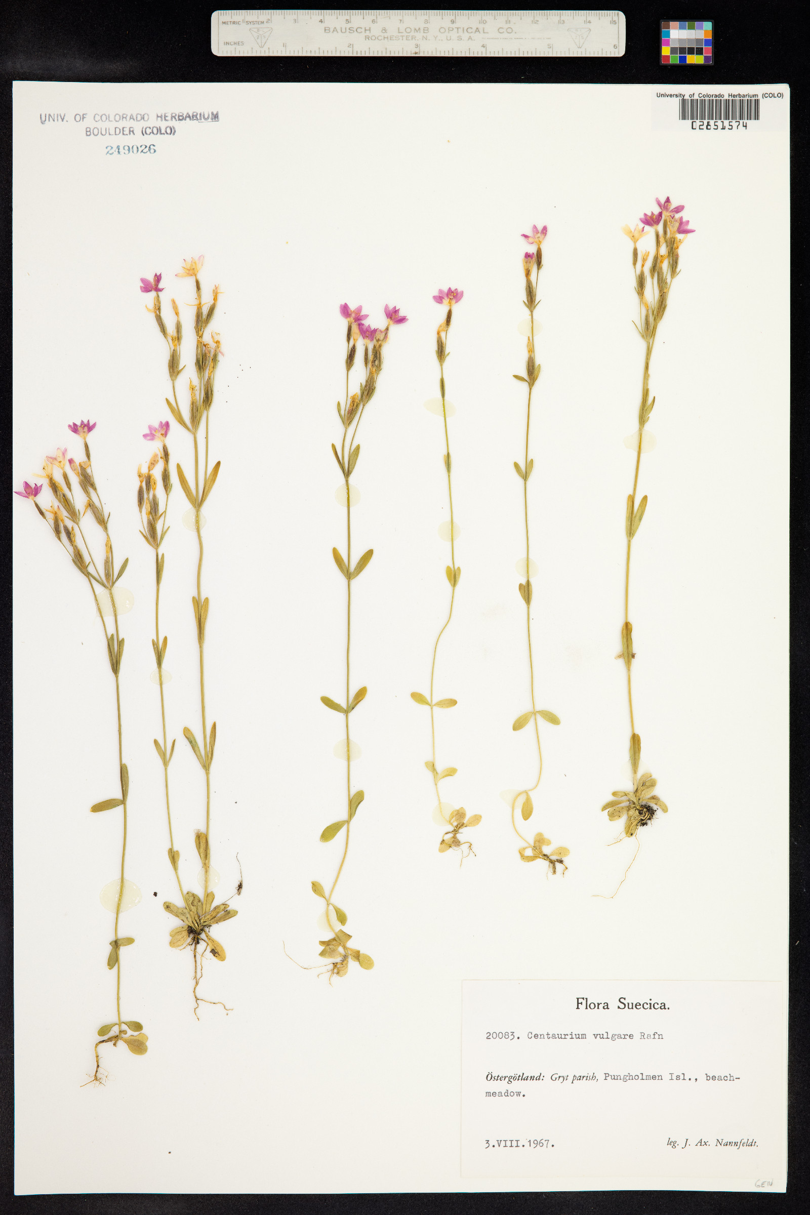 Centaurium littorale image