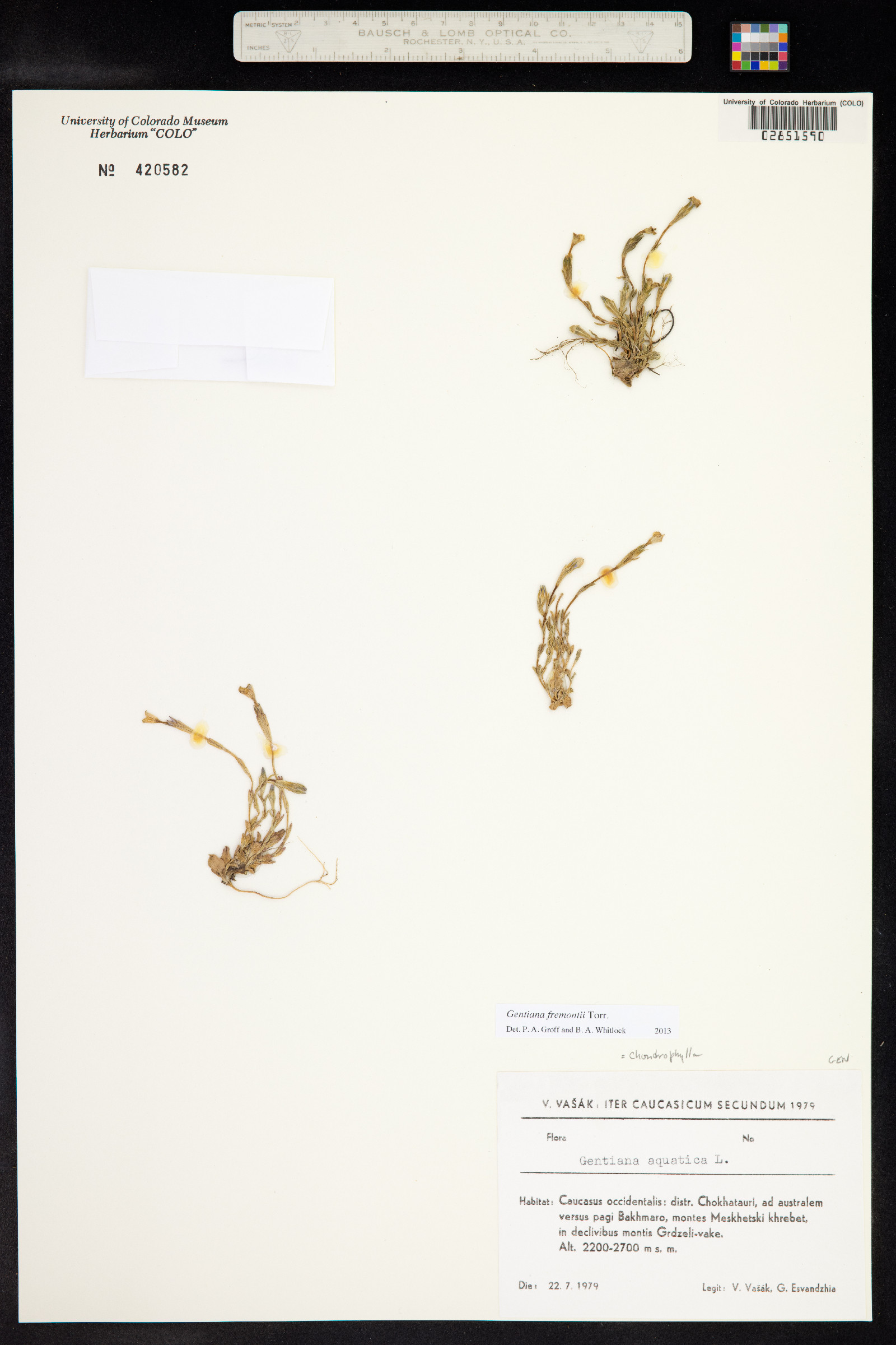 Gentiana fremontii image