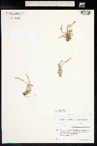 Gentiana fremontii image