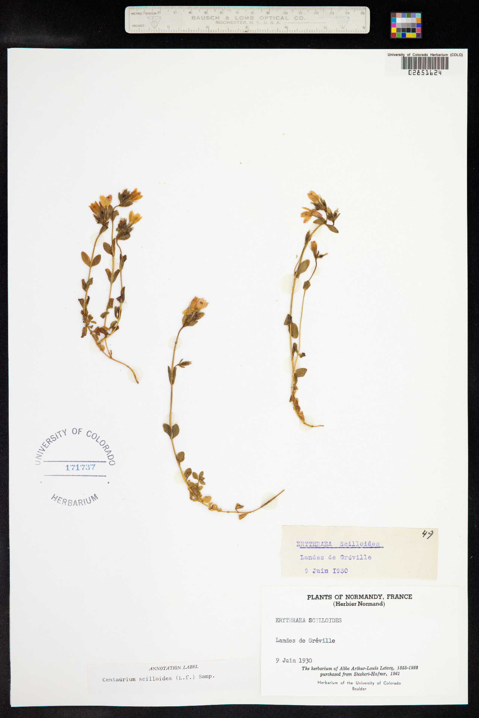 Centaurium scilloides image