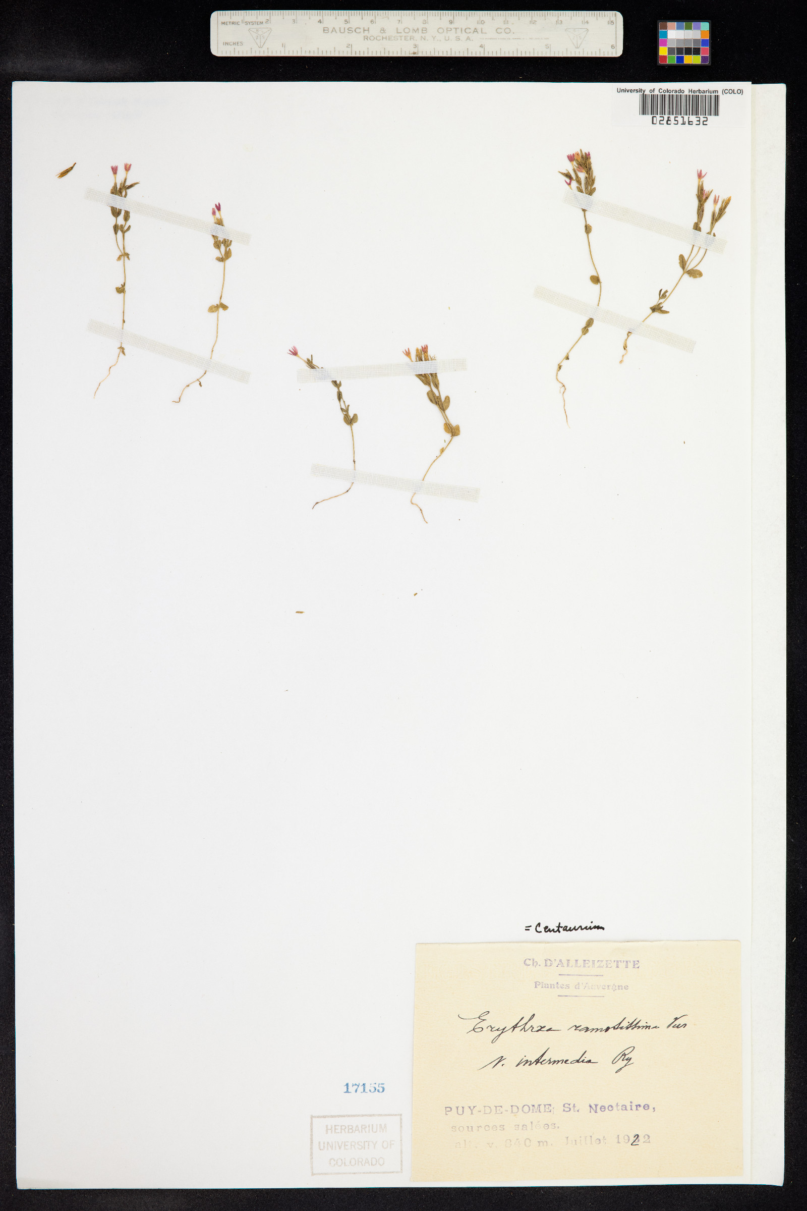 Centaurium pulchellum subsp. pulchellum image