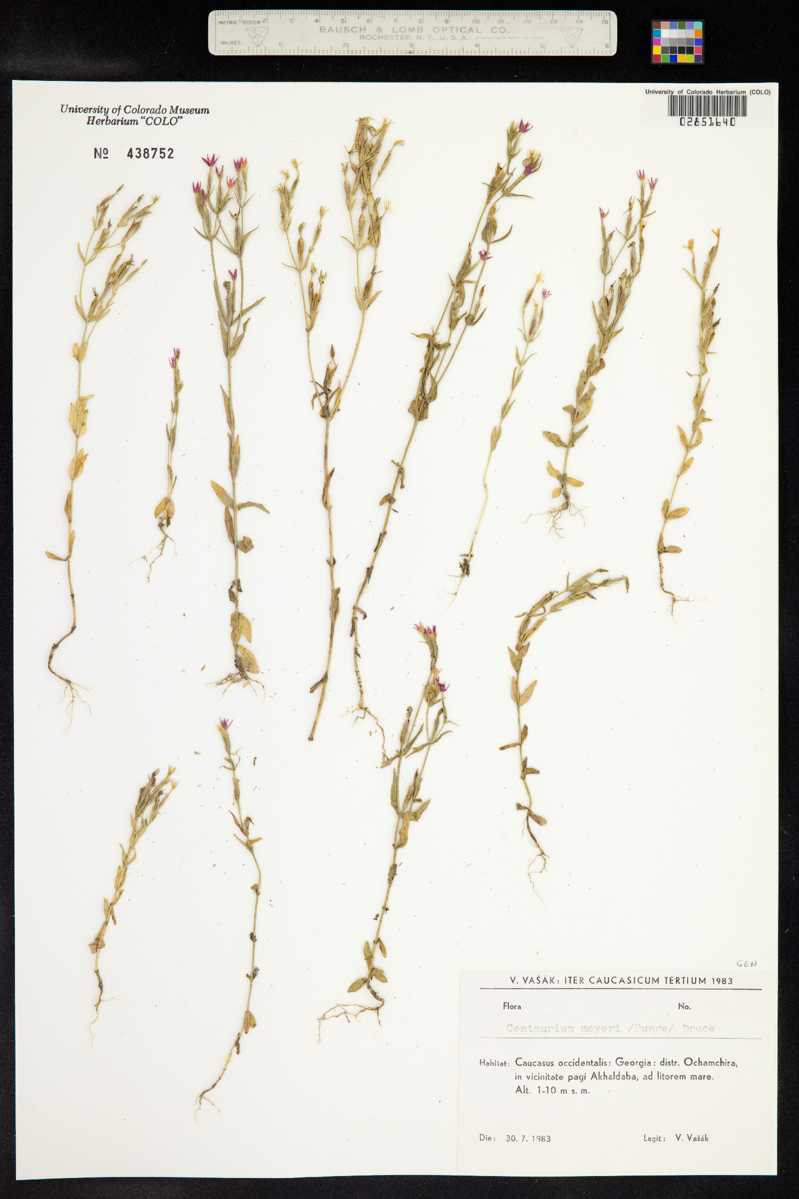 Centaurium pulchellum subsp. meyeri image