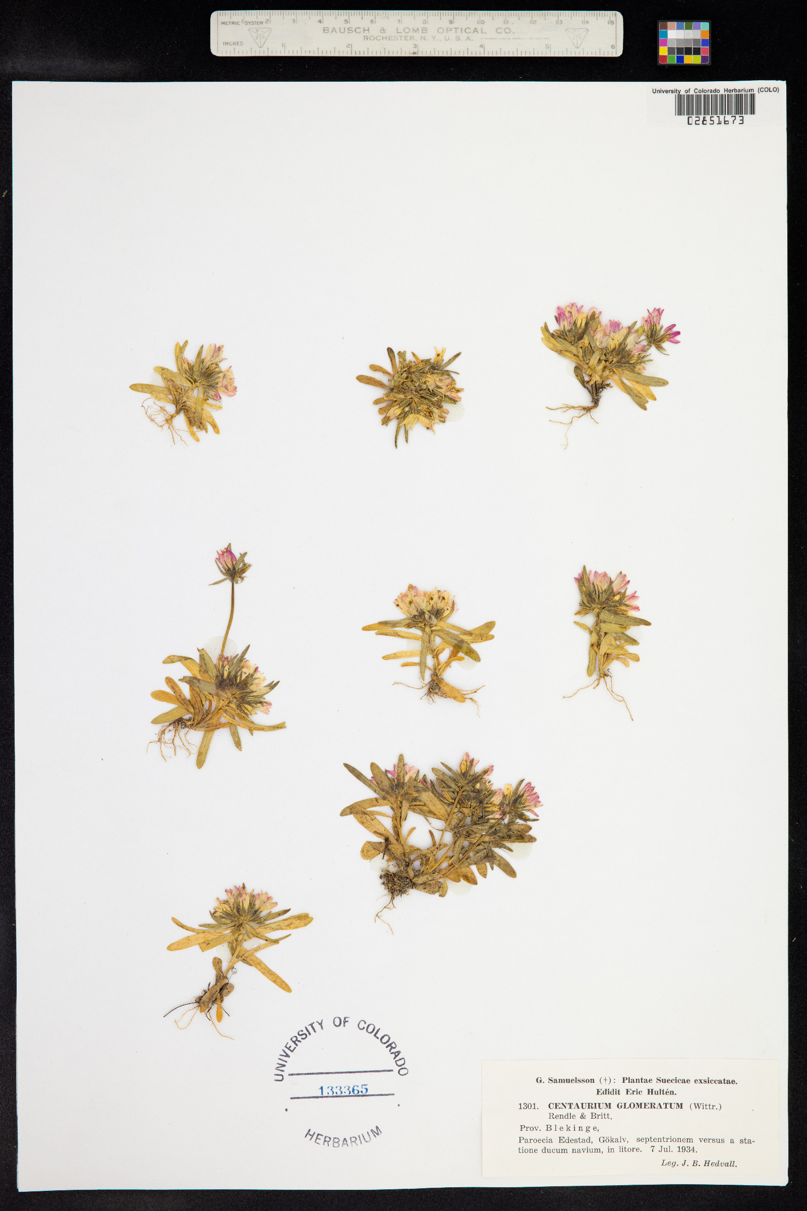Centaurium littorale image