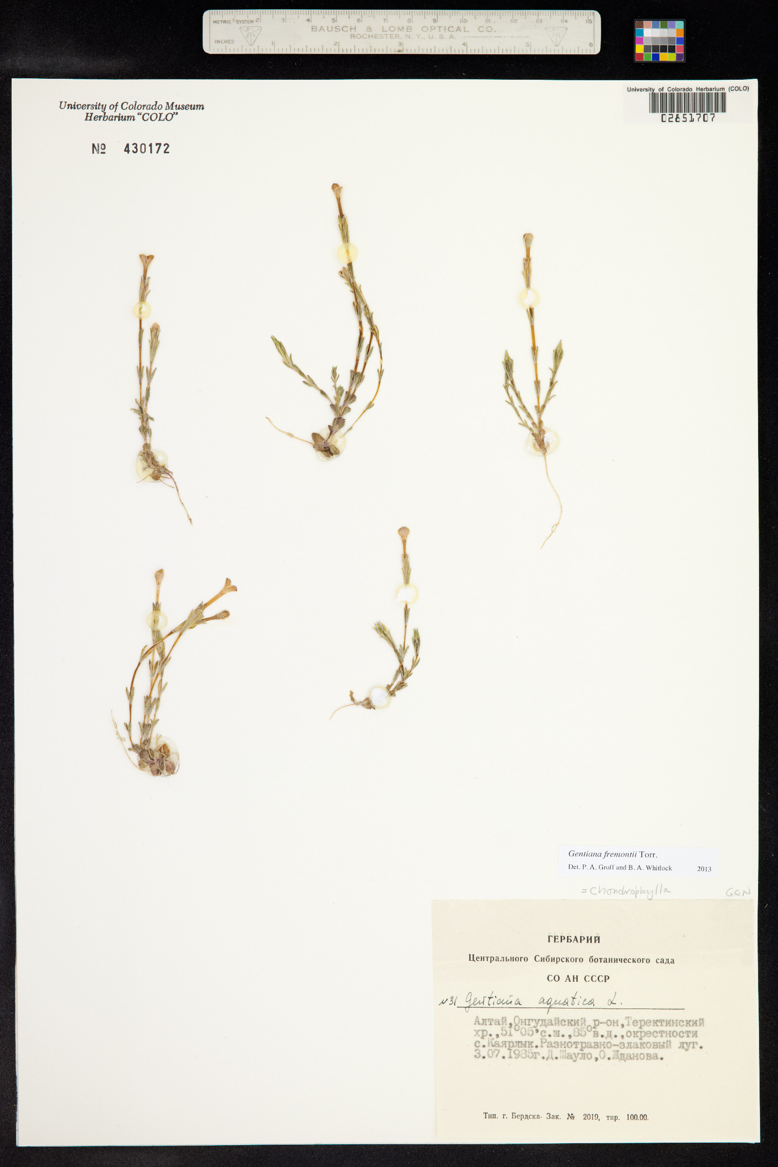 Gentiana fremontii image