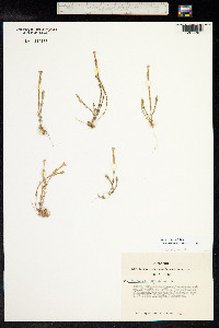 Gentiana fremontii image